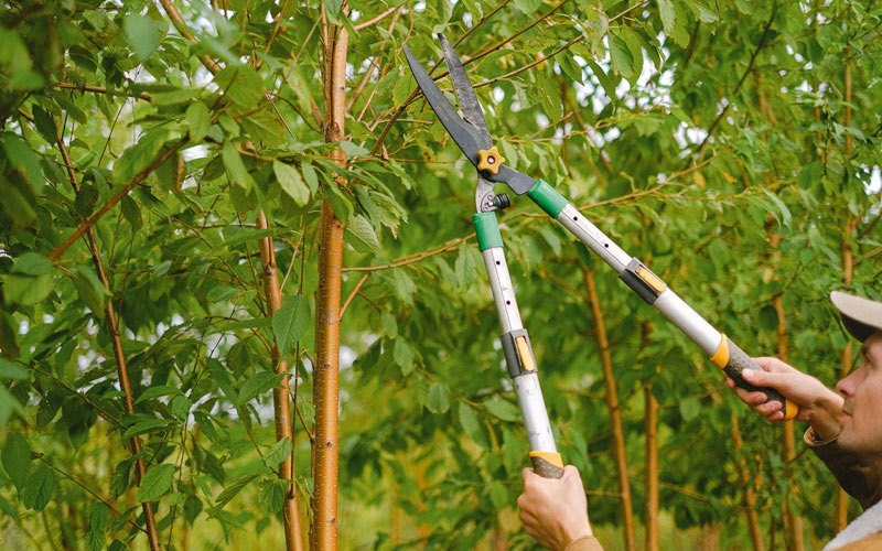 Tree trimming in Eldora, IA